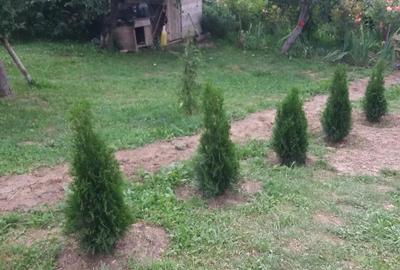 Teren 3950 mp in Capataneni Arges - 6