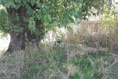 Teren de 2500 mp, în Băduleasa - 1