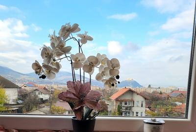 Apartament cu 3 camere decomandat, mobilat în Pietroasa - 4