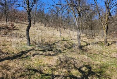 Casă cu 4 camere cu Teren 3800 Mp în Măgina - 1