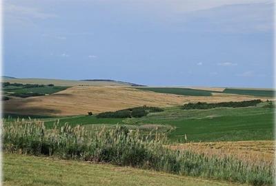 Teren Extravilan Aroneanu, ID: R2577828 - 12