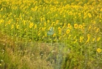 Teren 8500mp+8500 mp, deschidere 32 m+32 m, Negresti, Jud. Neamt Teren 8500mp+8500 mp, deschidere 32 m+32 m, Negresti, Jud. Neamt - 5