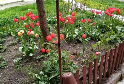 Casa aproape de centrul Sibiului la 5 minute de tot ce conteaza! - 4