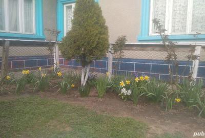 Se vinde casa cu teren in Constan?a Palazu Mare - 1