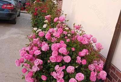 Casa 70mp complet utilata ?i mobilata 125 000 e negociabil - 10