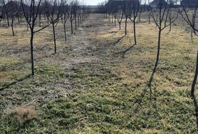 Casă cu 4 camere în Grăniceri - 1