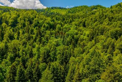 Teren extravilan de 14400 mp, în Cheile Râșnoavei - 12