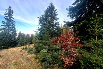 Vanzare 5,3 ha pasune deasupra Voronetului Suceava - Proiect Turistic - 17