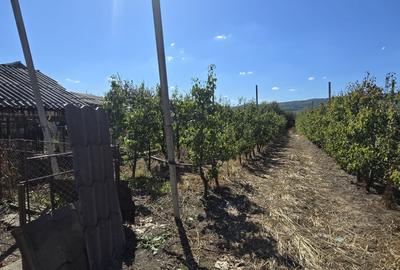 Casă individuală cu 3 camere cu Canalizare în Gemenea-Brătulești - 12