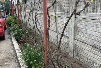 Casă cu 4 camere în Brestei - 2