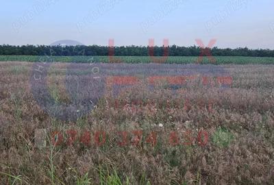 ID 7847 Teren INTRAVILAN pentru casa in Sat MINERI - 4