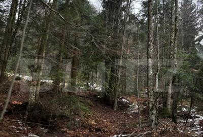 Teren unic, exclusivist 4000 mp, in inima muntilor, Sinaia - 16