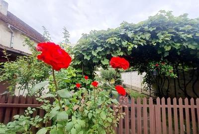 Poveste saseasca la umbra vitei de vie, cu crama si gradina cu flori, Central Co - 13