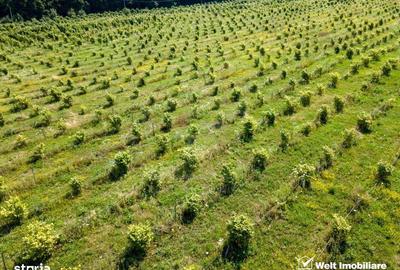 Spațiu comercial, în Berchieșu - 11