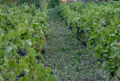 Casa batraneasca cu teren Romanesti, Iasi - 2