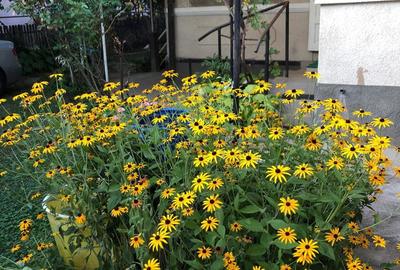 Casa spa?ioasa cu gradina mare, anexa ?i utilita?i complete Jibou - 2