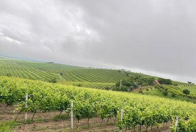 Teren de 3600 mp, în Jugureni - 3