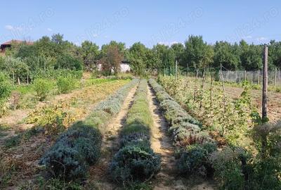 Casa de vanzare in loc.Halmeu - 10