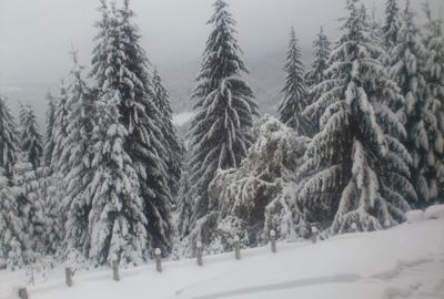 "Oază montană la Pârâul Rece – pensiune complet funcțională, în inima pădurii. - 9