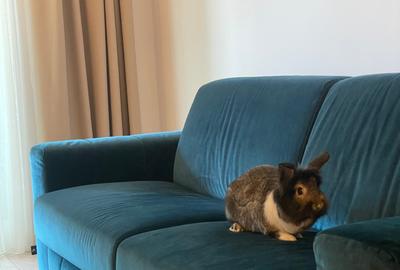 Apartament cu 2 camere semidecomandat, mobilat în Politehnica