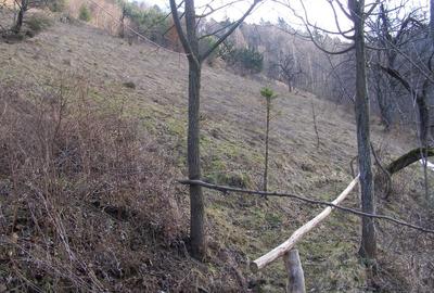 Tren intravilan si casa de lemn  in Brasov - 6