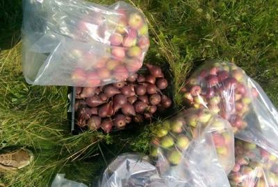 Teren de 80000 mp, în Sântimbru - 4
