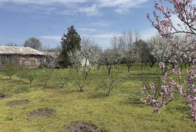Casă cu 3 camere cu Teren 3000 Mp în Rasa - 9