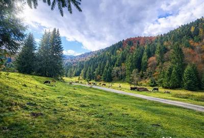 Teren în Zărnești - 4