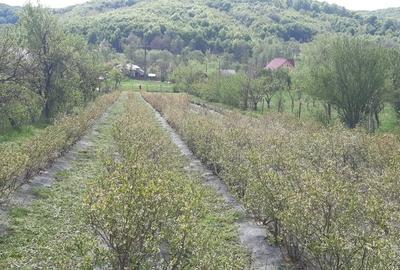 Teren de 3500 mp, în Ștefănești - 2
