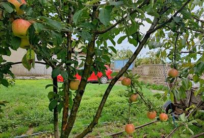 Vand casa la ?ara in localitatea Zebil. Vand casa la ?ara in localitatea Zebil. - 3