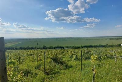 Proprietate viticola ecologica in zona Siria - 6