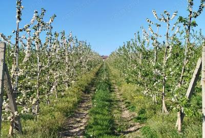 Casa si Livada de 4.5 ha Casa si Livada de 4.5 ha - 10