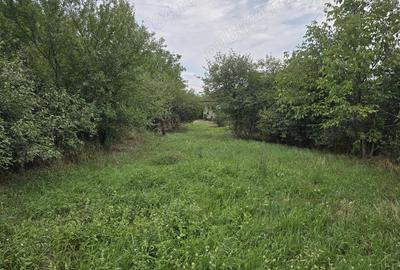 Vand casa in Tinca (sau schimb cu garsoniera oradea) 2 camere, pe treren de 1000 metri patrati - 2