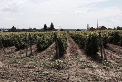 Teren de vanzre in Pitesti 53.000 mp + Conac Boieresc - 3