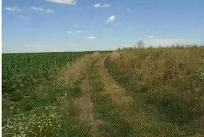 Teren extravilan Caldararu, ID: R2616308 - 2