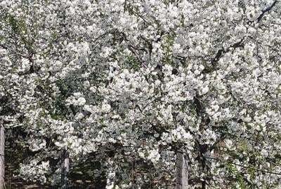 Casă cu 3 camere cu Teren 2800 Mp în Boțești - 6