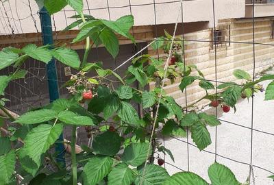 Apartament cu 2 camere decomandat în Sisești