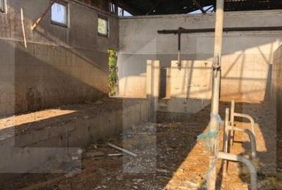 Ferma de vanzare in jud. Covasna, suprafata teren 4824 mp Ferma de vanzare in jud. Covasna, suprafata teren 4824 mp - 12