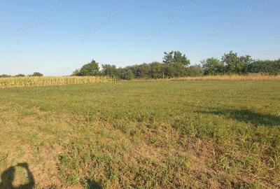 Vanzare 2 parcele de teren 720 mp. Zadareni - Bodrog la Pret Redus - 3