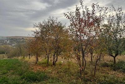 Teren de 4500 mp, în Comșești - 3