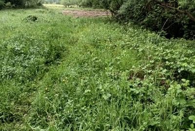 Teren de vanzare intravilan Com Fardea Jud Timis - Langa lacul Surduc - 8