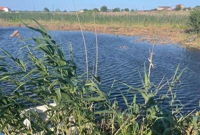 Teren intravilan 4.200 mp Murighiol - 8