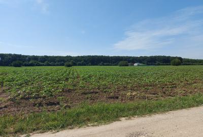 Snagov-Ghermanesti, teren intravilan, 5000mp, la padure - 3