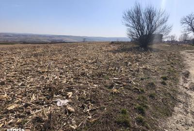 Teren de 6500 mp, în Grănicești - 4