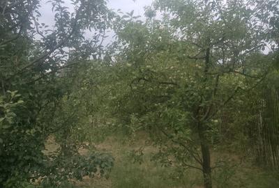 Teren de 1200 mp, în Blejoi - 5