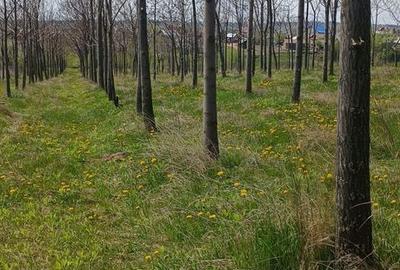 Teren de 11400 mp, în Ciprian Porumbescu - 2