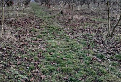 Teren de 1500 mp, în Zădăreni - 7