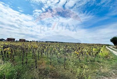 Teren Construcții intravilan de 14863 mp, în Ciorogârla - 7