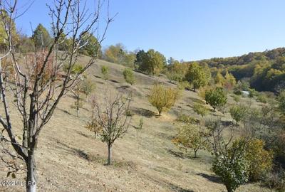 Topoloveni - Conacul Ion Mihalache, Domeniu pe 5 Hectare - 45