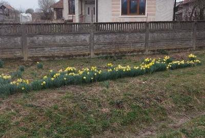 Casă cu 3 camere cu Teren 5000 Mp în Valea Vinului